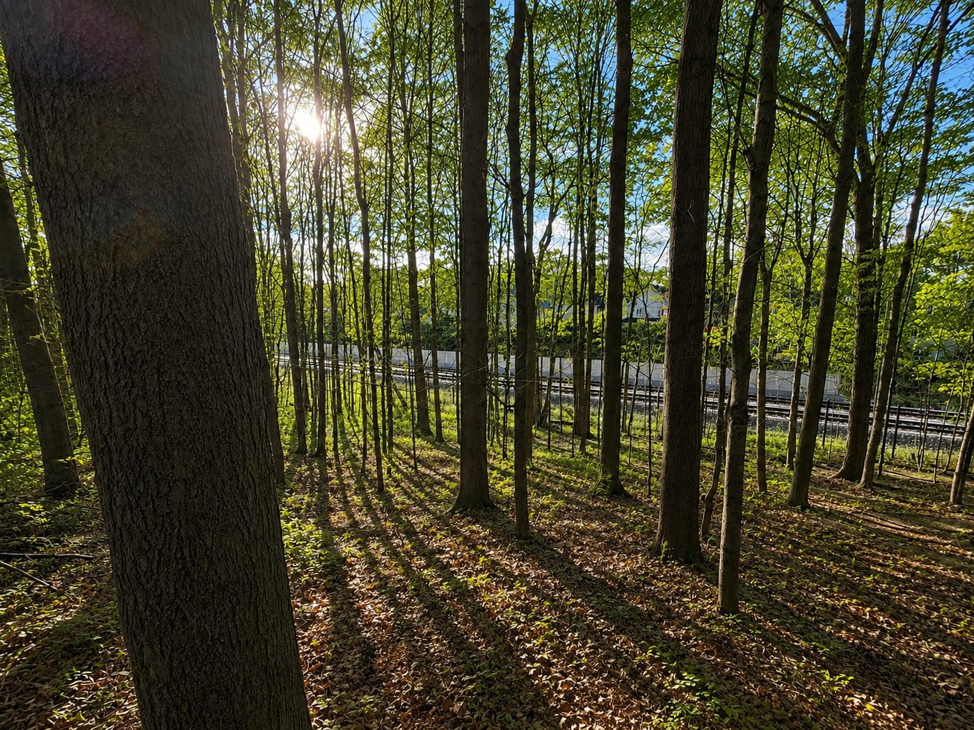 The mature woods bordering 446 14e Avenue